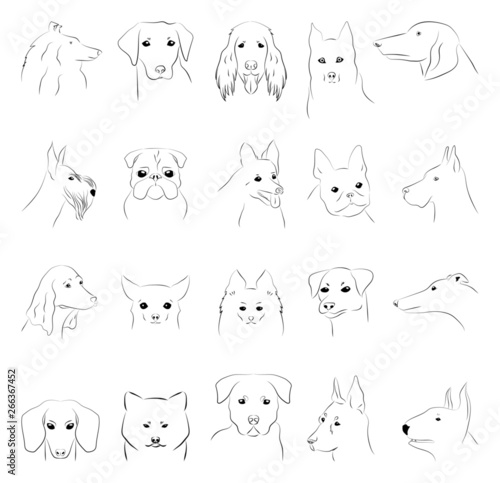 vector outline images of dogs of different breeds: collie, corgi, doberman, scottish terrier, jack rassel terrier, bullterrier, dachshund, akita inu, irish red setter, spitz, chihuahua and others