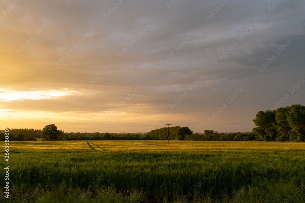 sunset over wheat field