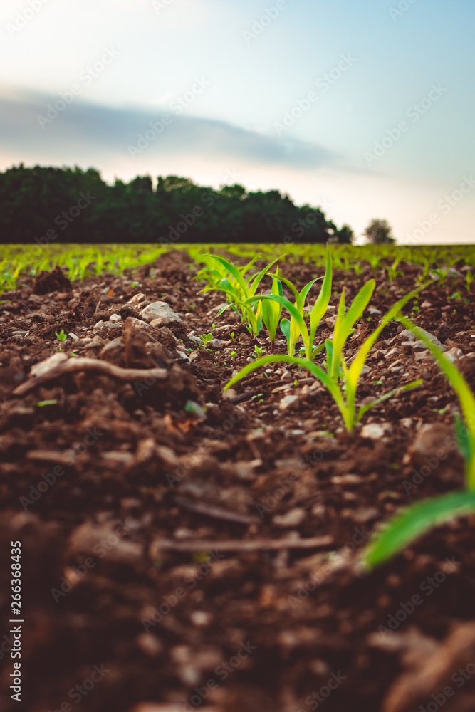 Row of sprouts of fresh grass on the field Row of sprouts of fresh grass on the field