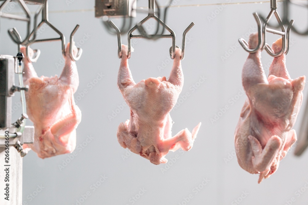 Fototapeta premium Factory for processing of chicken semi-finished products
