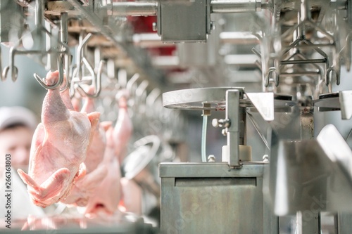 Chicken carcasses suspended on the equipment at the chicken processing factory
