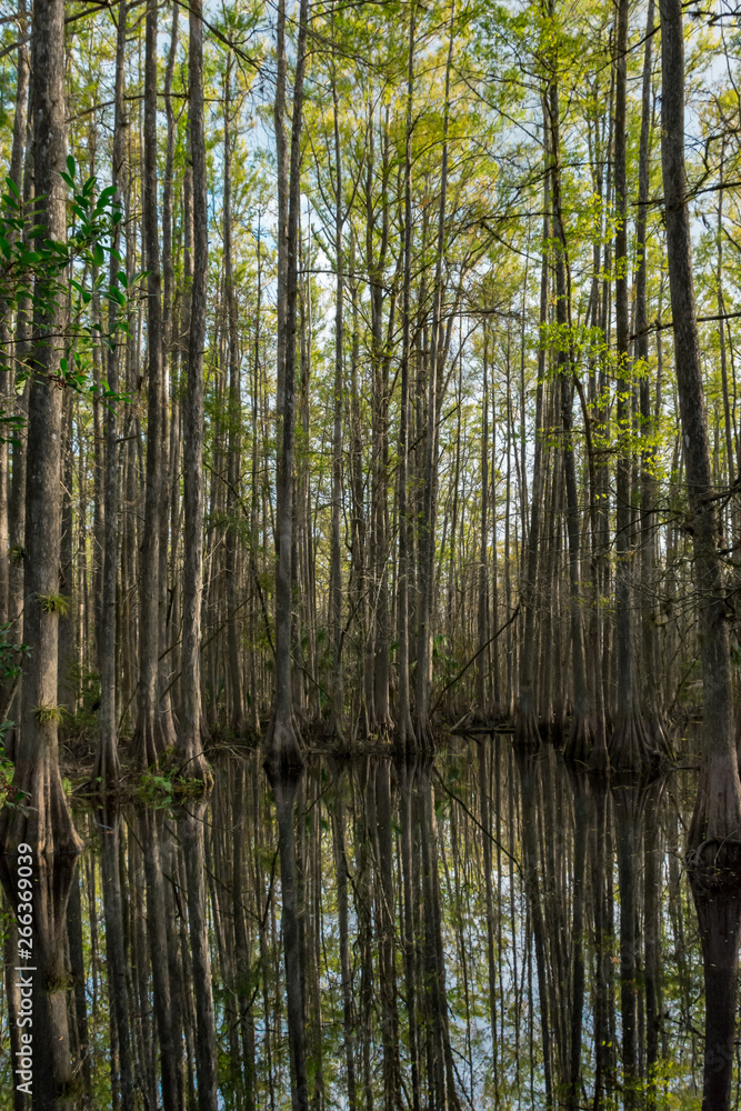daytime reflections in a Cypress Swamp daytime reflections in a Cypress Swamp