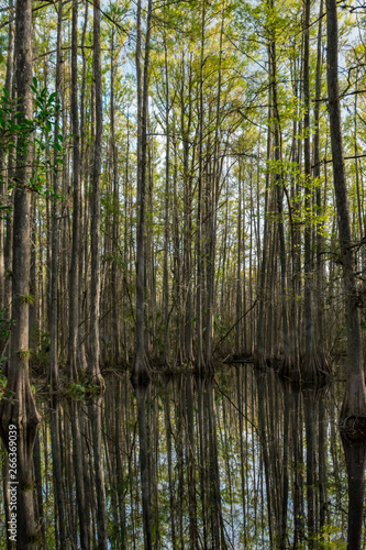 Fototapeta Naklejka Na Ścianę i Meble -  daytime reflections in a Cypress Swamp