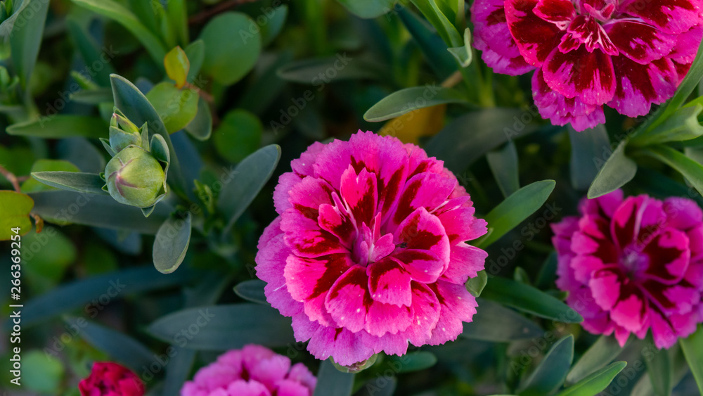 pink flower