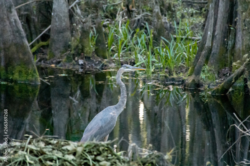 blue heron in the swamp