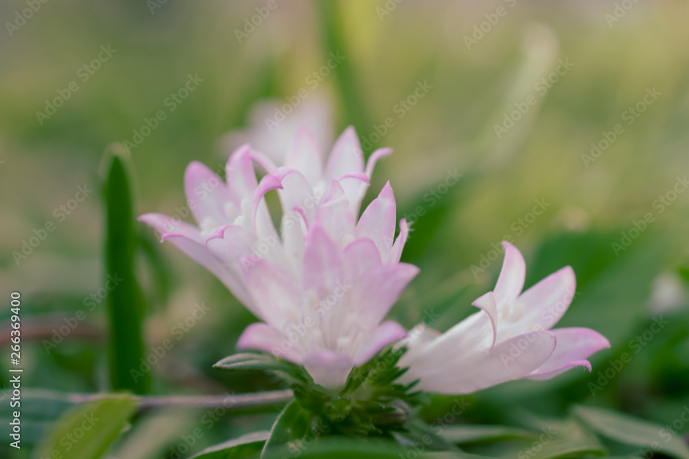 close up of tiny white and pink flowers of the Florida Pusley weed, aka Florida snow, growing in the grass close up of tiny white and pink flowers of the Florida Pusley weed, aka Florida snow, growing in the grass