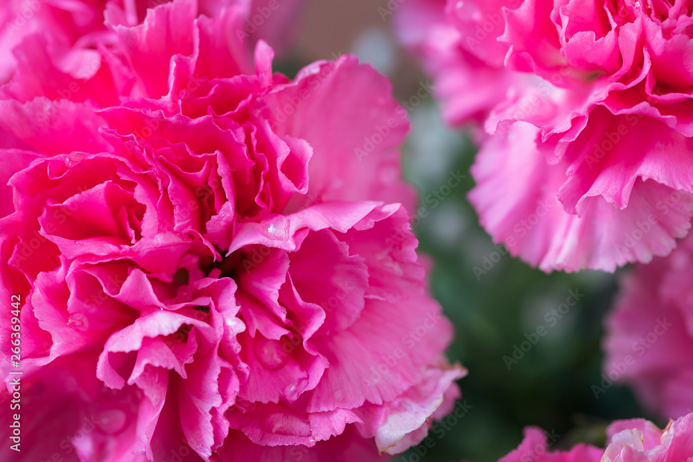Some pink carnation flowers.