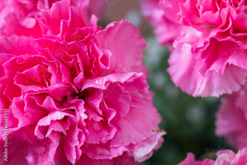 Some pink carnation flowers.