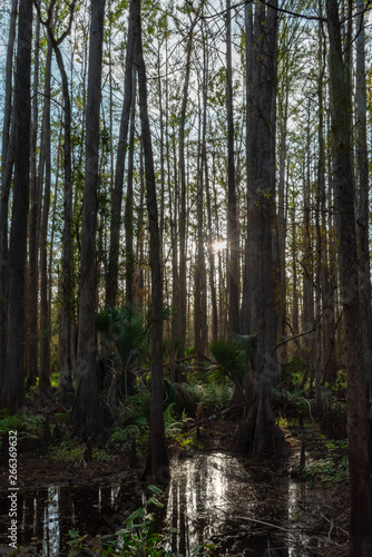 sunshine through the trees of a Cypress swamp