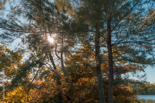sun shining through autumn leaves on the trees near a lake © Alina McCullen