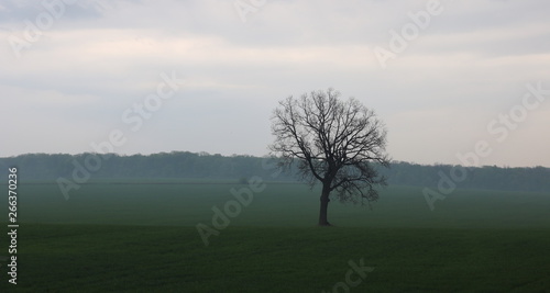 Lonely tree without leaves in spring in field on green grass in cloudy weather amid light spring fog