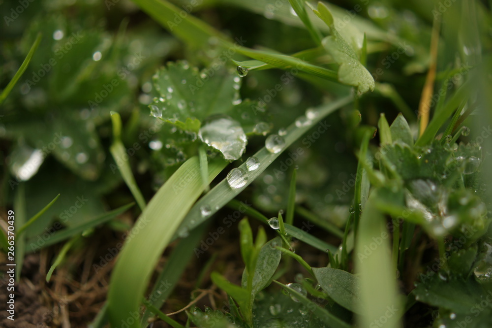 Raindrops and Dew on green grass. After the rain in nature on the field. Forest landscape background. Raindrops and Dew on green grass. After the rain in nature on the field. Forest landscape background.