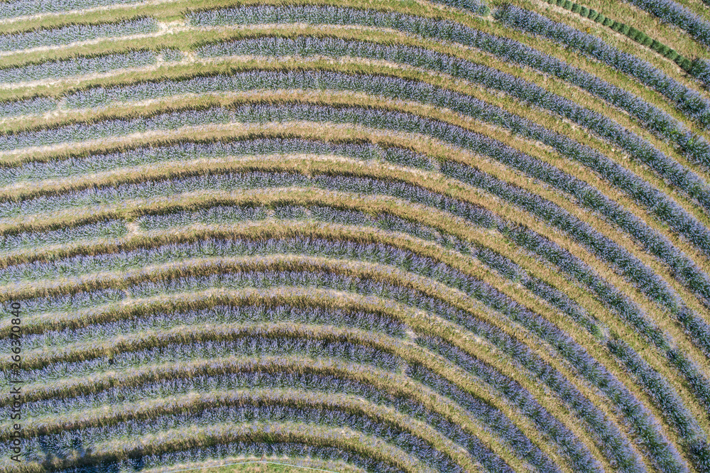 Fototapeta premium beautiful lavender flowers from above