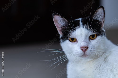 Принти на полотні GATO blanco y negro