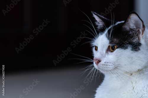 Foto gato blanco y negro