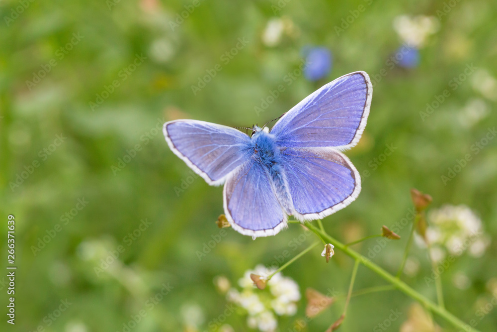 blue butterfly with opened wings on wild flower blue butterfly with opened wings on wild flower