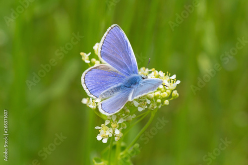 blue butterfly on white flower in green grass © romantiche