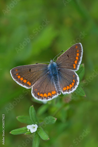 brown butterfly with opened wings in green grass