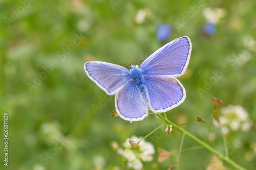 blue butterfly with opened wings on wild flower