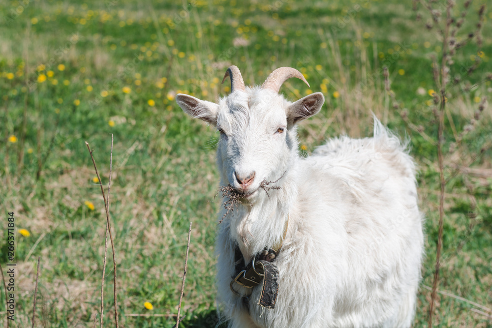 White horned goat wearing a collar eating dry grass on a green meadow on a summer sunny day White horned goat wearing a collar eating dry grass on a green meadow on a summer sunny day