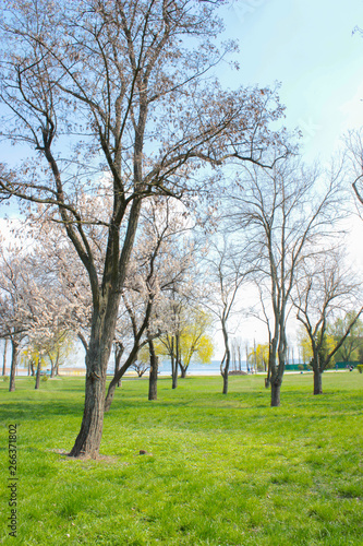 The photo of park with green grass and trees in blossom