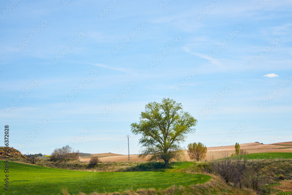 Obraz premium Landscape in spring with fields full of brown and green colors