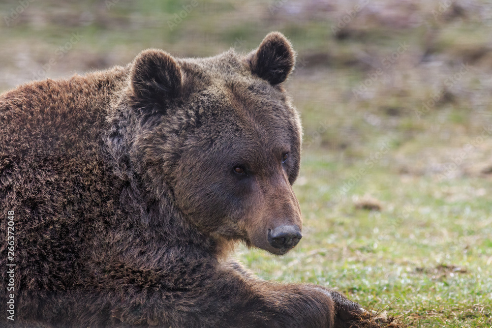 Eurasian brown bear, Romania