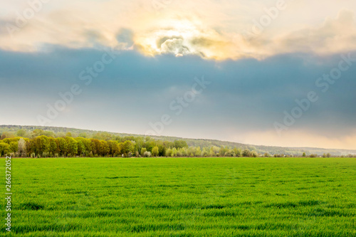 Field with green grass and forest in the distance during the scenic sunset_