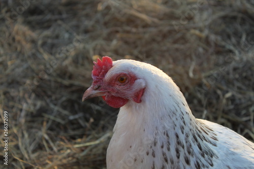 portrait of a brown chicken