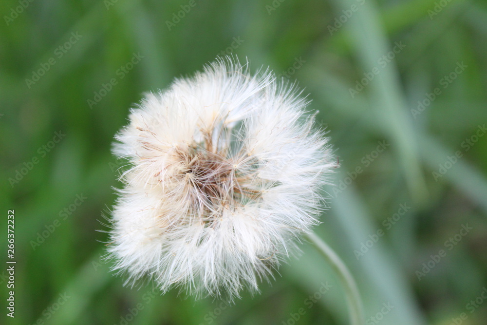 Dandelion 01
