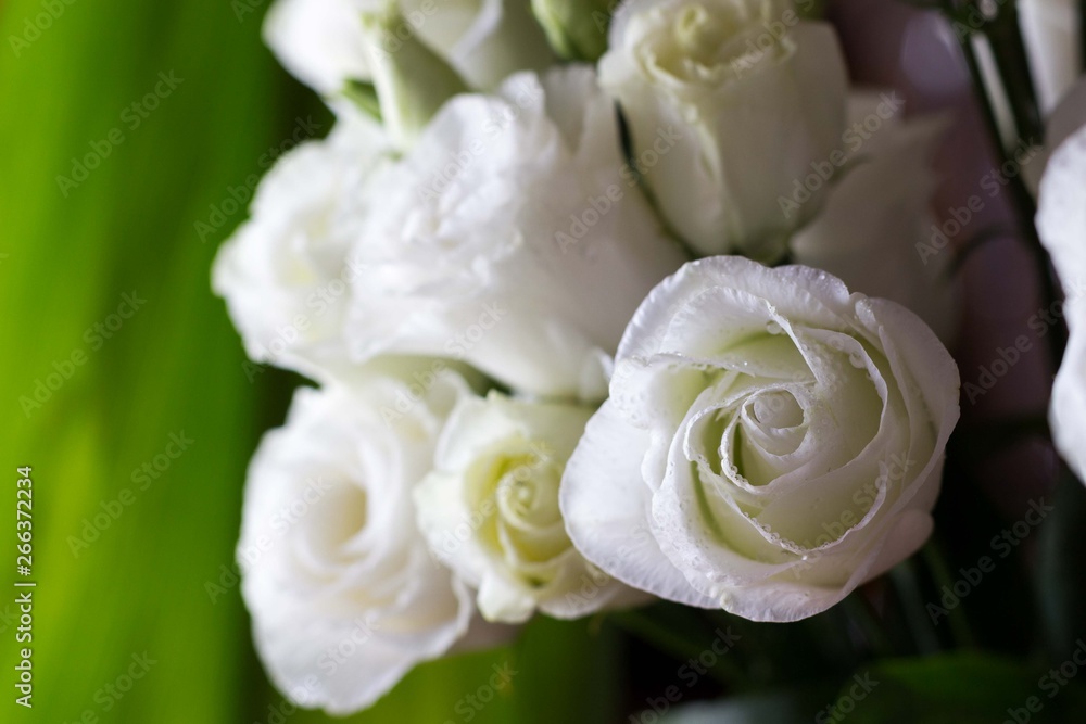 Obraz premium Białe róże w wazonie