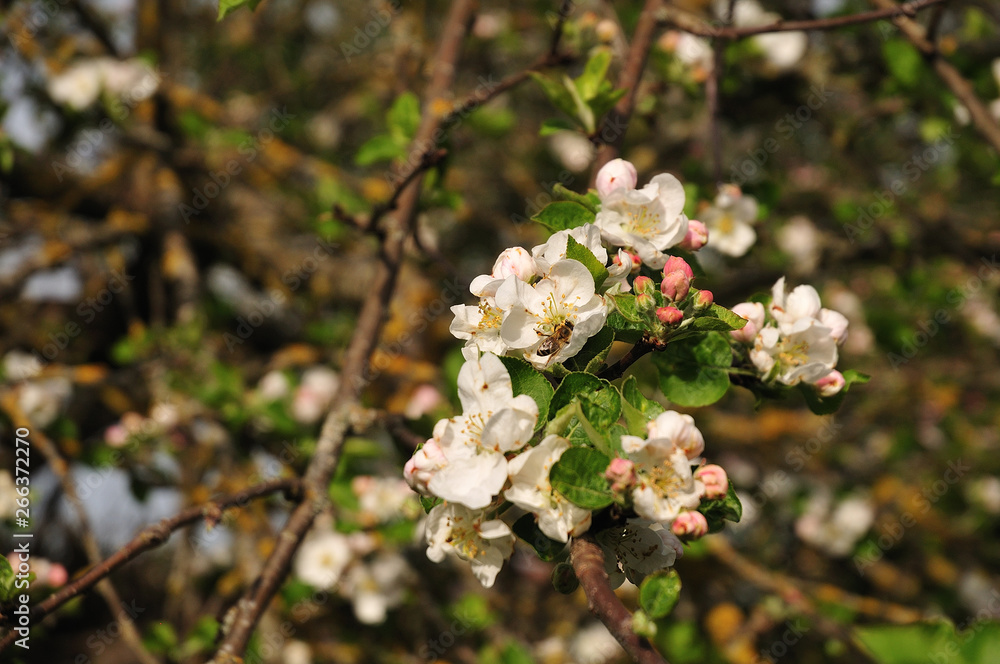 honey bee on apple blossoms on sunny spring day honey bee on apple blossoms on sunny spring day