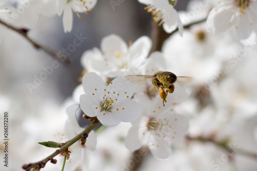 Pszczoła zwrócona tyłem zbliża się do drzewa wiśni