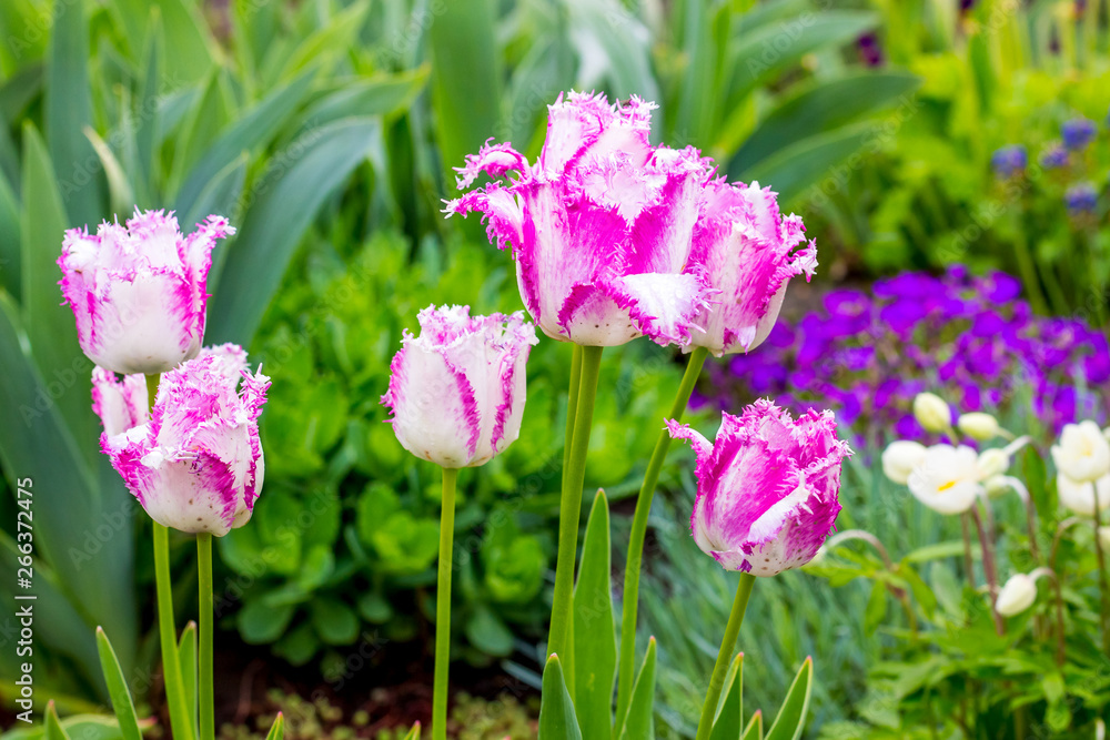 White-pink curly tulips grow on a flowerbed among greenery_