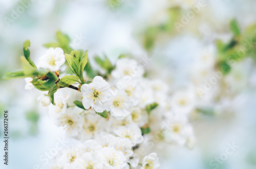 Blooming plum tree branches with white flowers in a fruit garden against a blue sky, soft focus