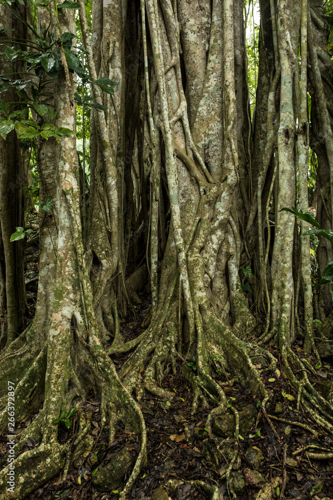 Strangler figs and trees in the rain forest of Belize. Strangler figs and trees in the rain forest of Belize.