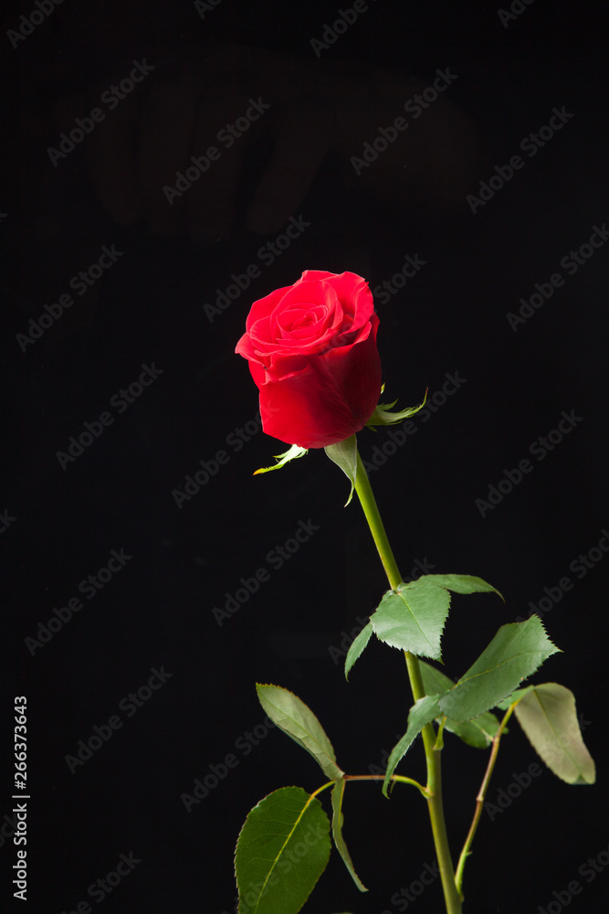 Efecto gota como lente, rosa inversa, rosa detrás de un cristal lleno de gotas Efecto gota como lente, rosa inversa, rosa detrás de un cristal lleno de gotas