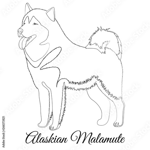 Alaskan Malamute dog breed outline