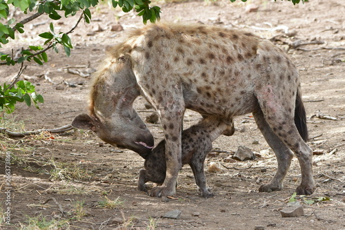 from life spotted hyaenas,Kruger national park in South Africa © gallas