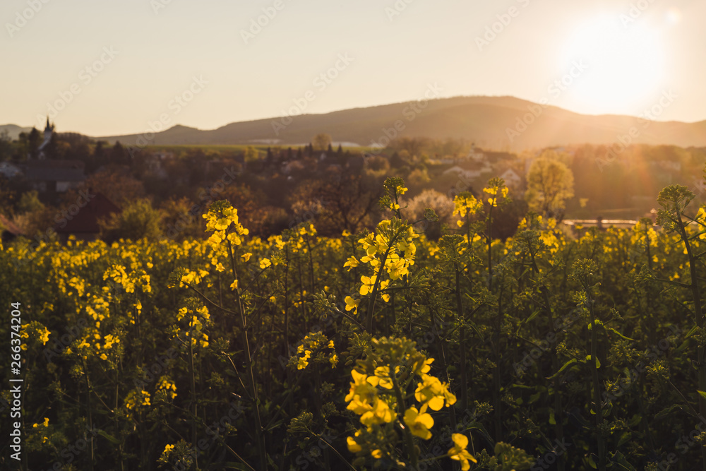 Panoramic view of rapeseed field canola  (Brassica Napus) with village and big hills on background on sunset. Landscape photo of golden colza field with forest in sunny day with beautiful view.