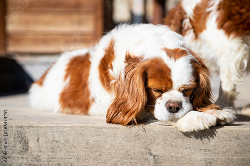 Beautiful cavalier dog resting in the sun.