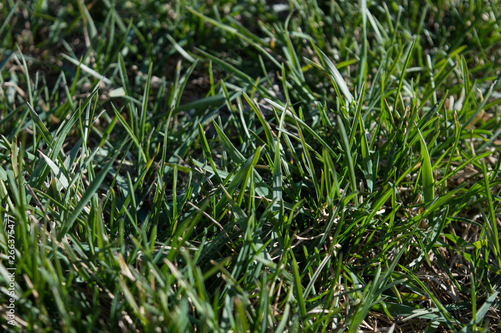 Vibrant green grass close up photo. Lush grass close up background. Vibrant green grass close up photo. Lush grass close up background.