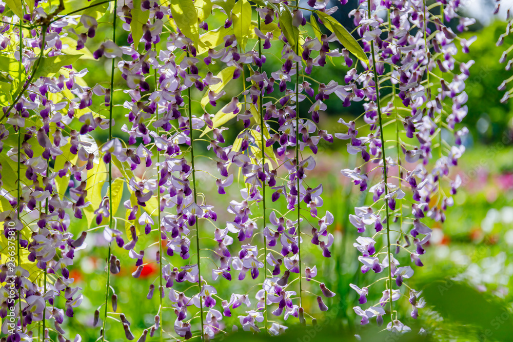 Blue rain Wisteria blossom. Chinese Wisteria and Japanese Wisteria