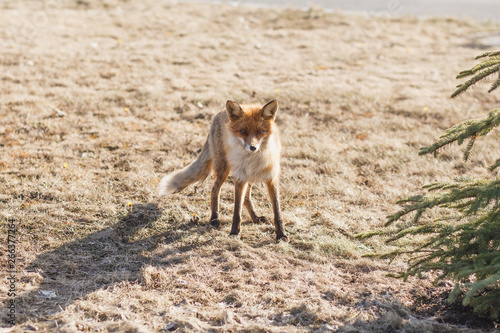Red Fox Walking on the Sidewalk in the City.