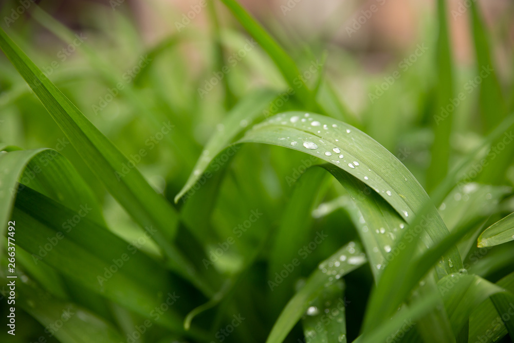beautiful green leaves with drops of water after heavy rain beautiful green leaves with drops of water after heavy rain