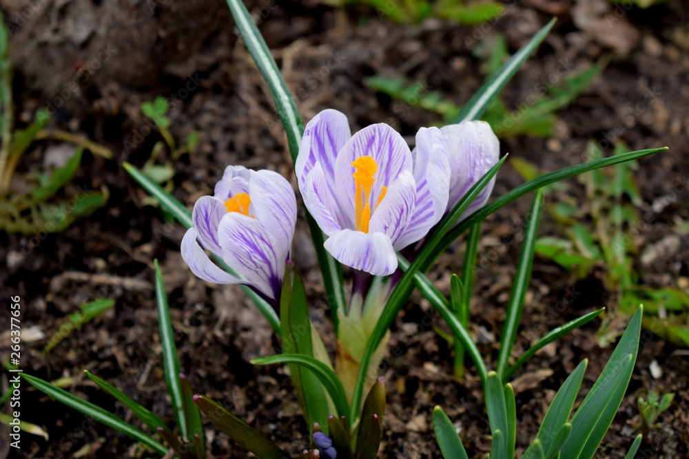 Spring garden crocuses on flower bed Spring garden crocuses on flower bed