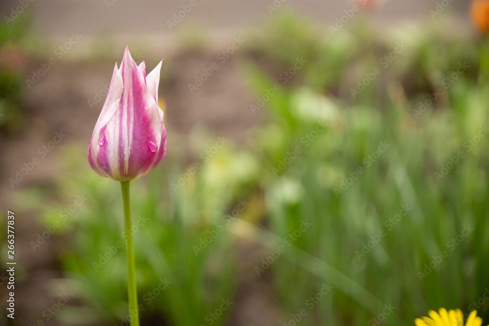 Naklejka premium pink and white tulip