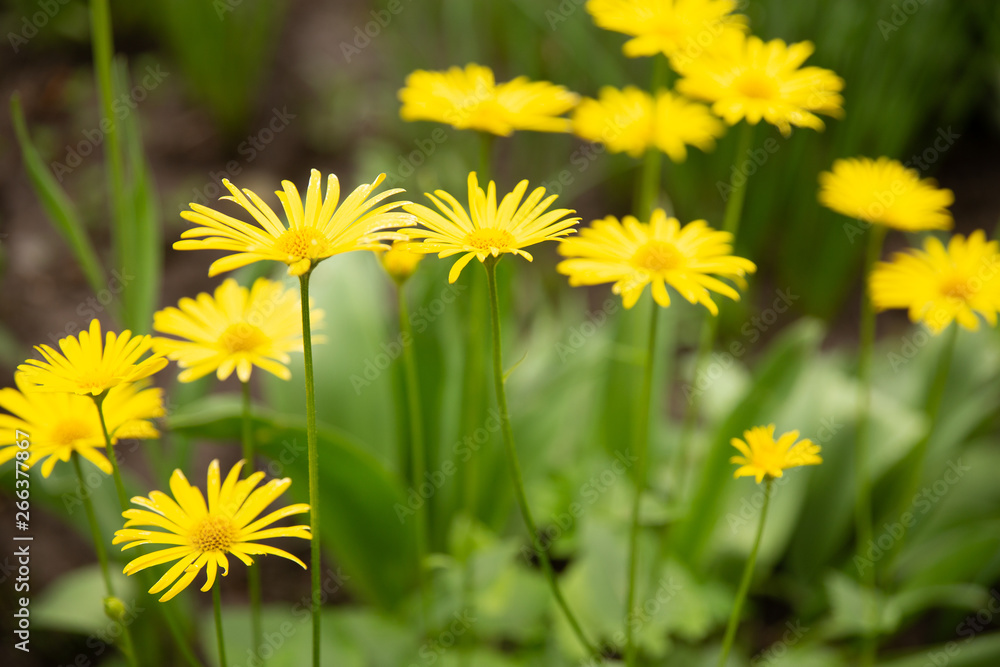 yellow flowers look like chamomile yellow flowers look like chamomile