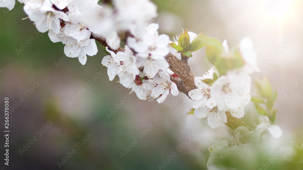 Beautiful nature background. Summer, spring concepts. Copy space. Branches of blossoming cherry in nature in the rays of the sunset warm sunlight with beautiful sparkling bokeh. Template for design