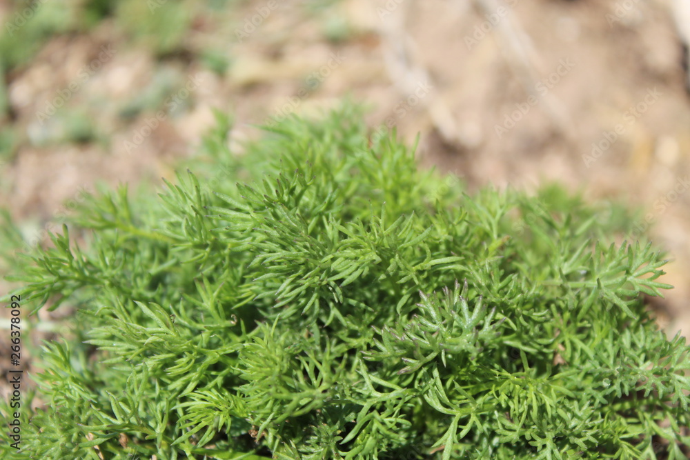 moss on green grass background moss on green grass background
